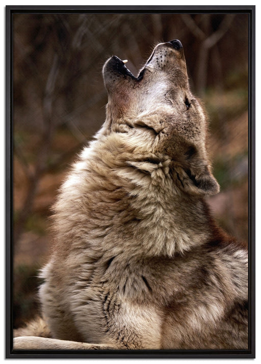 Heulende Wölfe auf Leinwandbild gerahmt Größe 100x70