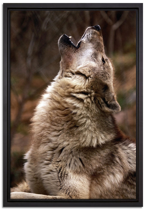 Heulende Wölfe auf Leinwandbild gerahmt Größe 60x40
