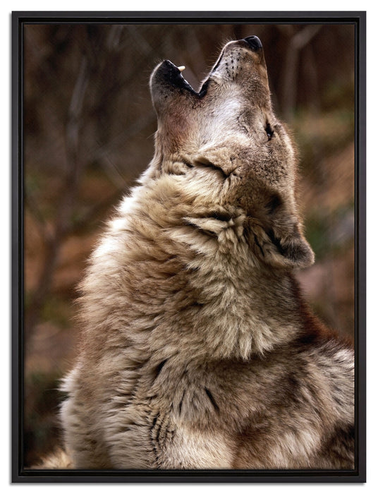 Heulende Wölfe auf Leinwandbild gerahmt Größe 80x60