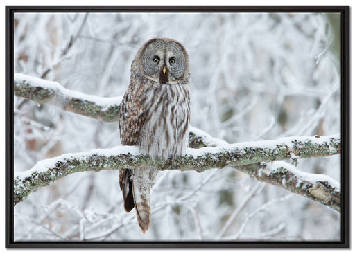 Eule auf Ast auf Leinwandbild gerahmt Größe 100x70