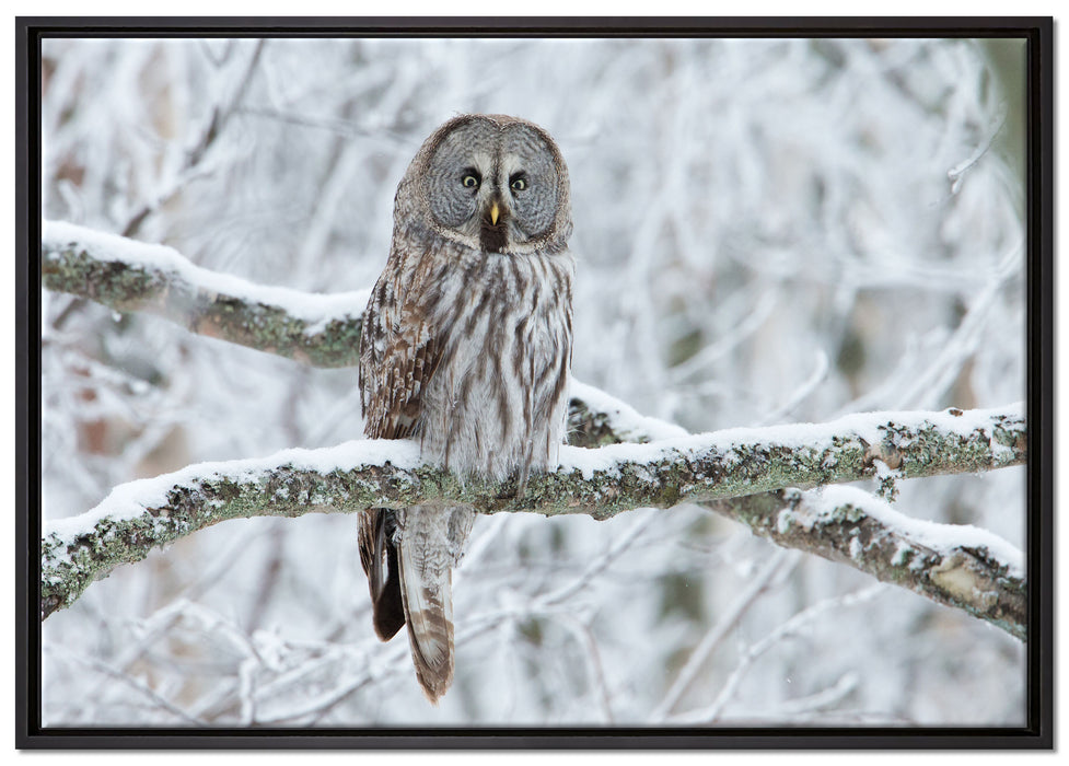 Eule auf Ast auf Leinwandbild gerahmt Größe 100x70