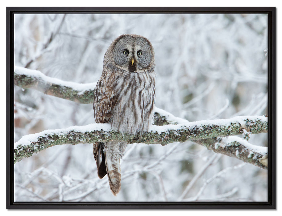 Eule auf Ast auf Leinwandbild gerahmt Größe 80x60