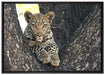 Leopardenbaby auf Leinwandbild gerahmt Größe 100x70