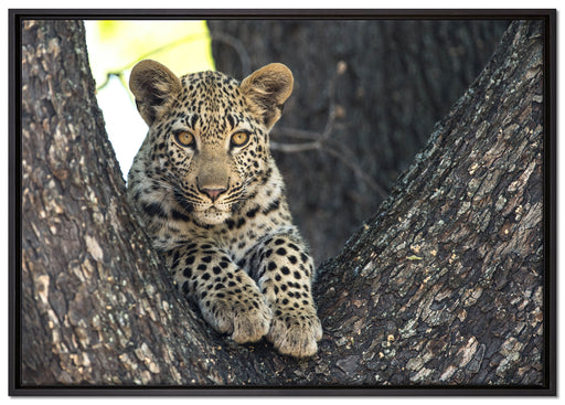 Leopardenbaby auf Leinwandbild gerahmt Größe 100x70