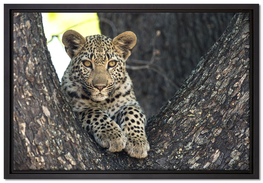 Leopardenbaby auf Leinwandbild gerahmt Größe 60x40