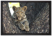 Leopardenbaby auf Leinwandbild gerahmt Größe 60x40