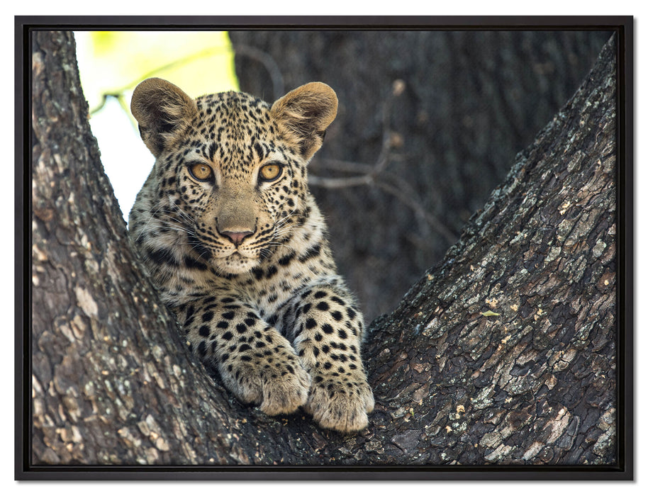 Leopardenbaby auf Leinwandbild gerahmt Größe 80x60