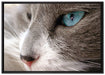Katze mit blauen Augen auf Leinwandbild gerahmt Größe 100x70