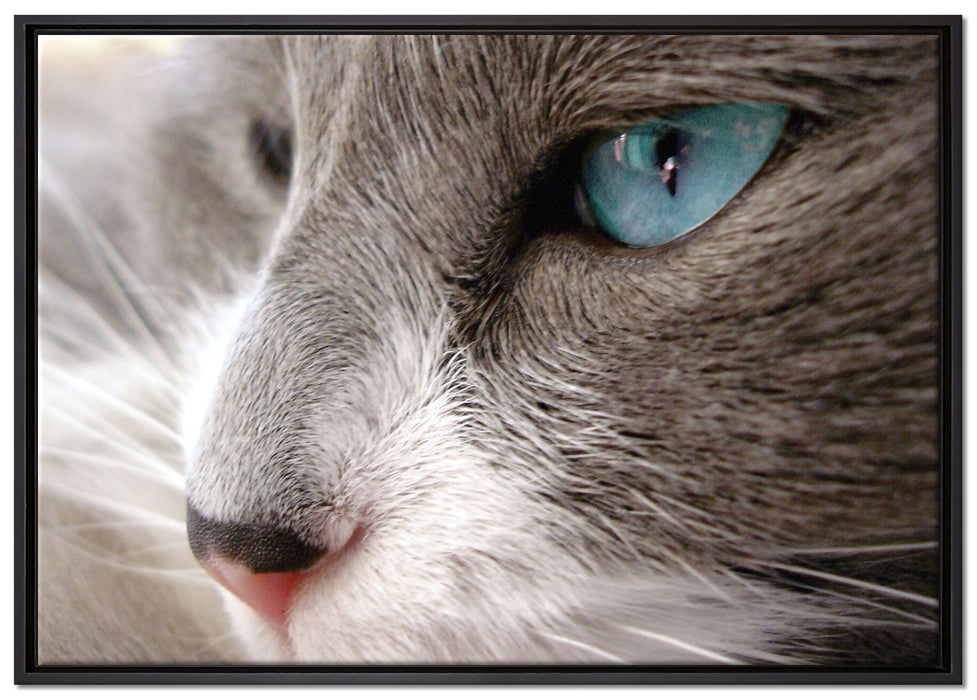 Katze mit blauen Augen auf Leinwandbild gerahmt Größe 100x70