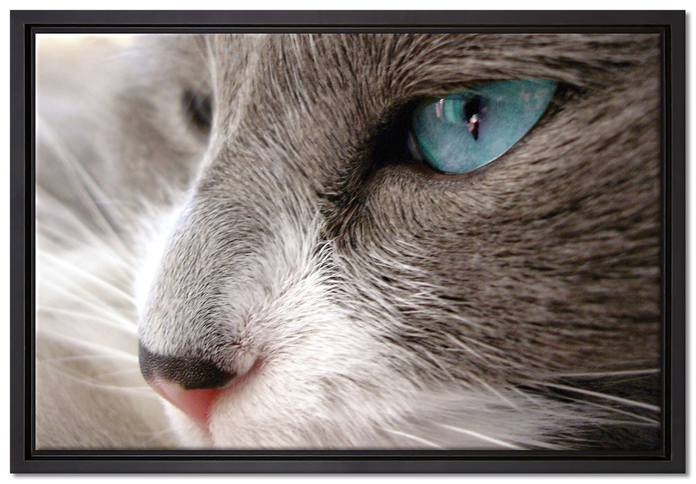 Katze mit blauen Augen auf Leinwandbild gerahmt Größe 60x40