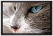 Katze mit blauen Augen auf Leinwandbild gerahmt Größe 60x40