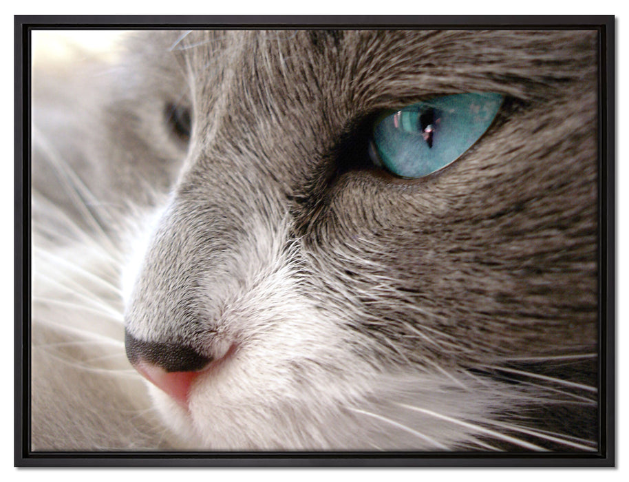Katze mit blauen Augen auf Leinwandbild gerahmt Größe 80x60