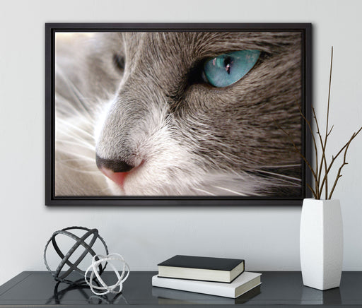 Katze mit blauen Augen auf Leinwandbild gerahmt mit Kirschblüten