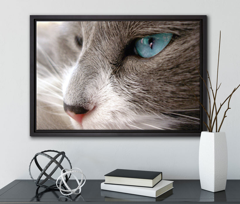 Katze mit blauen Augen auf Leinwandbild gerahmt mit Kirschblüten
