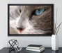 Katze mit blauen Augen auf Leinwandbild gerahmt mit Kirschblüten