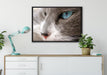Katze mit blauen Augen auf Leinwandbild gerahmt verschiedene Größen im Wohnzimmer