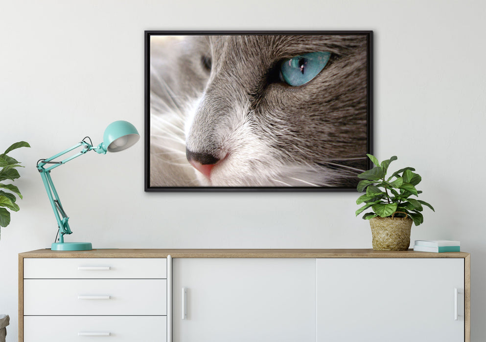 Katze mit blauen Augen auf Leinwandbild gerahmt verschiedene Größen im Wohnzimmer