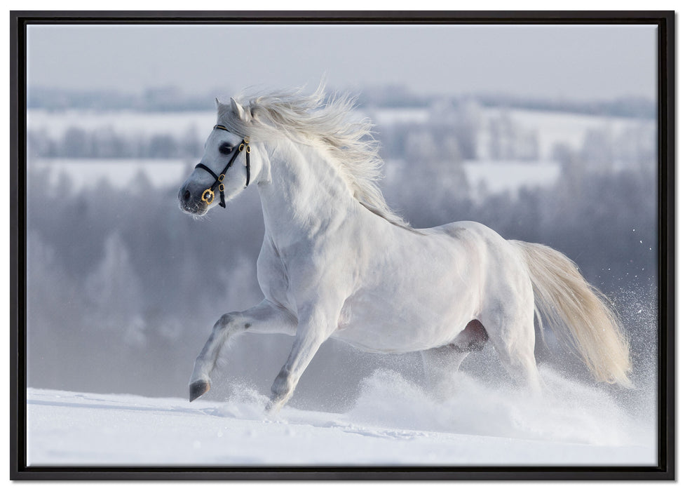 Weißes Pferd auf Schneewiese auf Leinwandbild gerahmt Größe 100x70