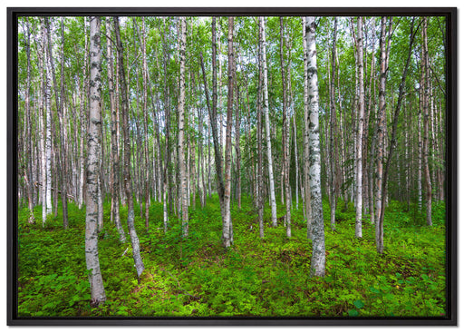 Birkenwald auf Leinwandbild gerahmt Größe 100x70