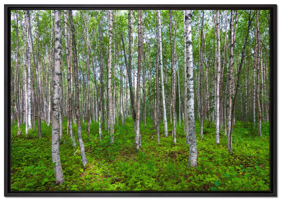 Birkenwald auf Leinwandbild gerahmt Größe 100x70