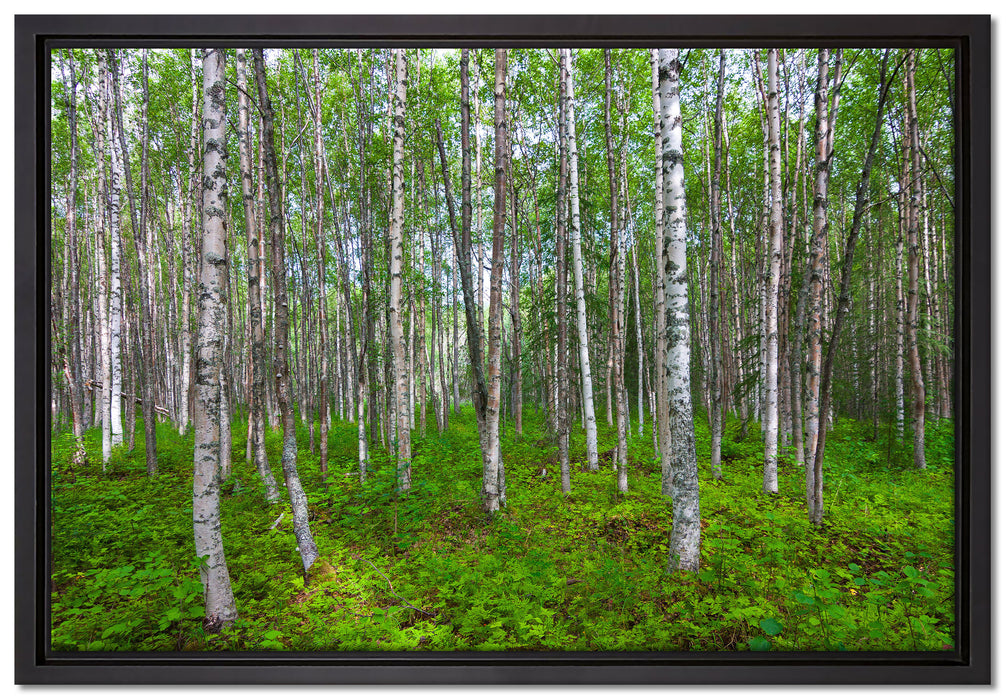 Birkenwald auf Leinwandbild gerahmt Größe 60x40