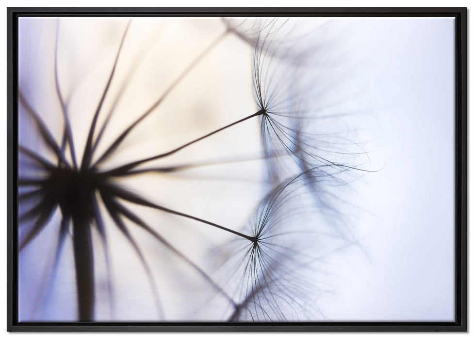 Weiße Pusteblumen auf Leinwandbild gerahmt Größe 100x70