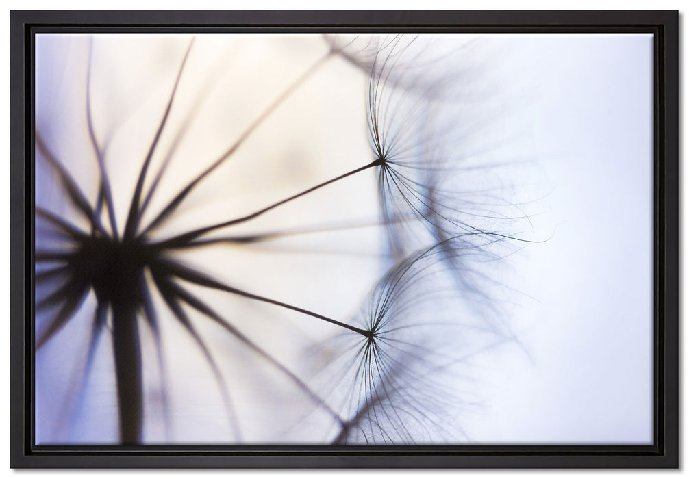 Weiße Pusteblumen auf Leinwandbild gerahmt Größe 60x40