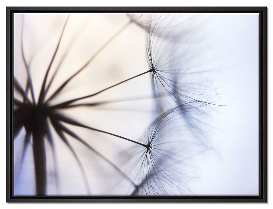 Weiße Pusteblumen auf Leinwandbild gerahmt Größe 80x60