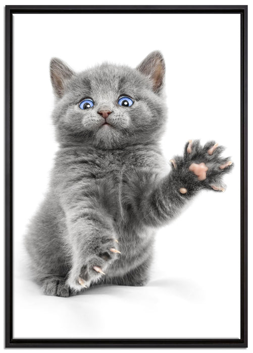 Babykatze die bettelt auf Leinwandbild gerahmt Größe 100x70