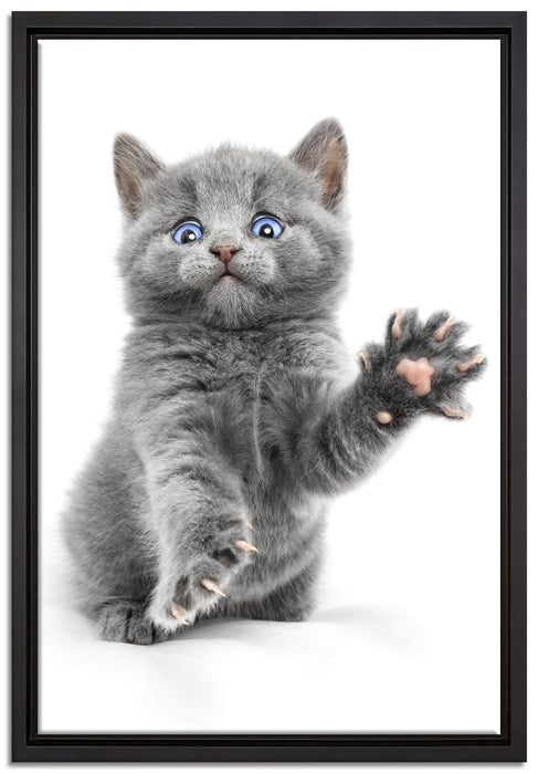 Babykatze die bettelt auf Leinwandbild gerahmt Größe 60x40