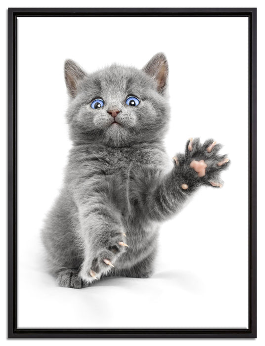 Babykatze die bettelt auf Leinwandbild gerahmt Größe 80x60