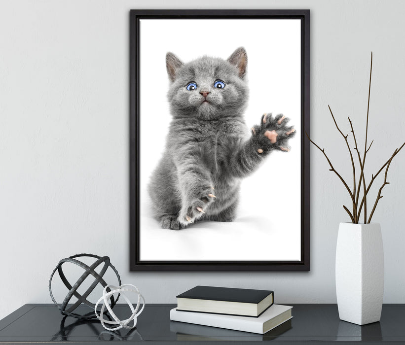 Babykatze die bettelt auf Leinwandbild gerahmt mit Kirschblüten