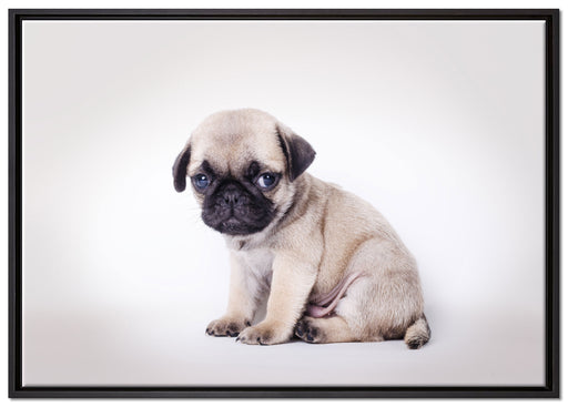 Kleiner Hundewelpe Mops auf Leinwandbild gerahmt Größe 100x70