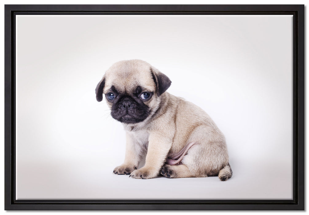 Kleiner Hundewelpe Mops auf Leinwandbild gerahmt Größe 60x40