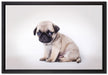 Kleiner Hundewelpe Mops auf Leinwandbild gerahmt Größe 60x40