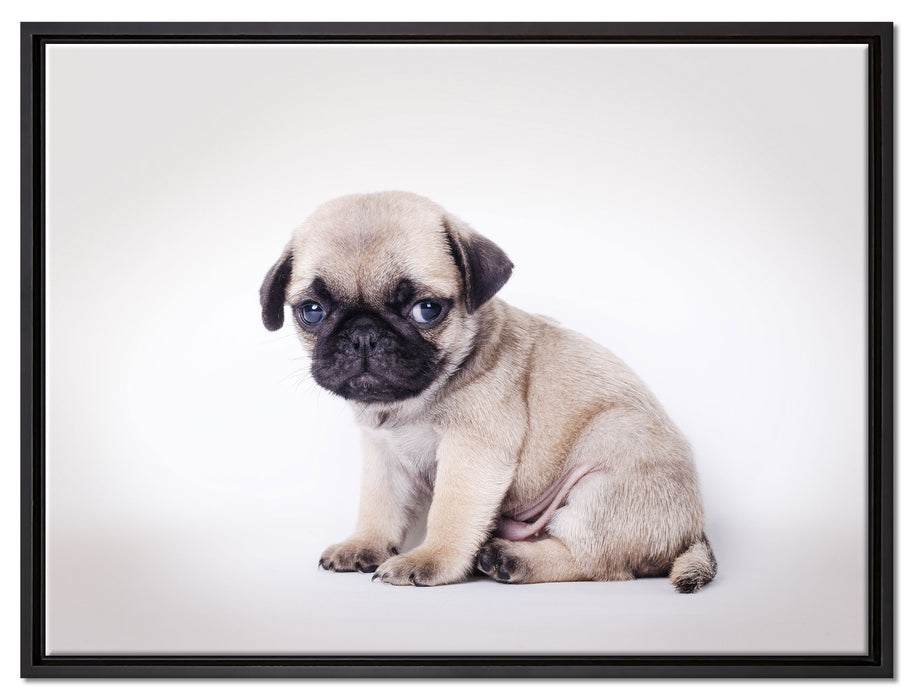 Kleiner Hundewelpe Mops auf Leinwandbild gerahmt Größe 80x60