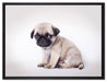 Kleiner Hundewelpe Mops auf Leinwandbild gerahmt Größe 80x60