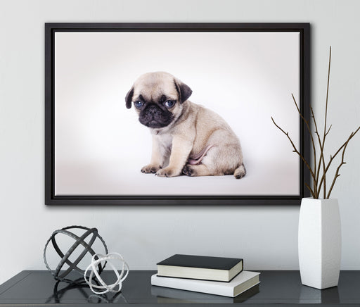 Kleiner Hundewelpe Mops auf Leinwandbild gerahmt mit Kirschblüten