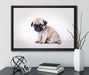 Kleiner Hundewelpe Mops auf Leinwandbild gerahmt mit Kirschblüten