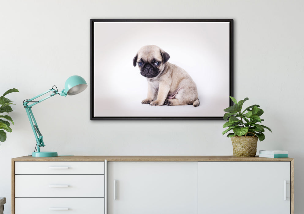 Kleiner Hundewelpe Mops auf Leinwandbild gerahmt verschiedene Größen im Wohnzimmer