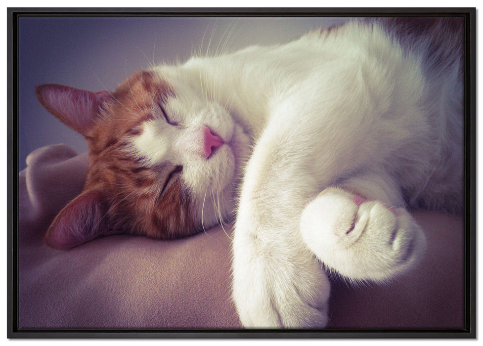 Katze mit Pfötchen auf Leinwandbild gerahmt Größe 100x70