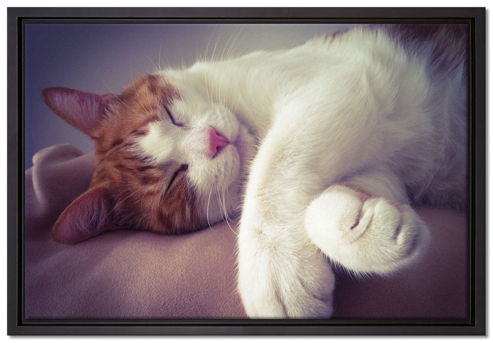 Katze mit Pfötchen auf Leinwandbild gerahmt Größe 60x40