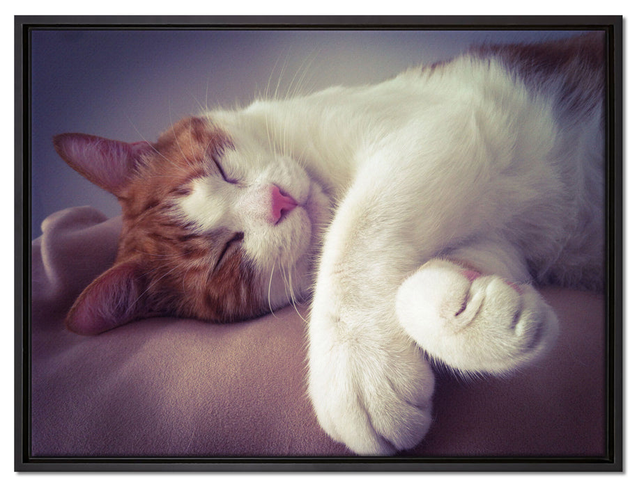 Katze mit Pfötchen auf Leinwandbild gerahmt Größe 80x60