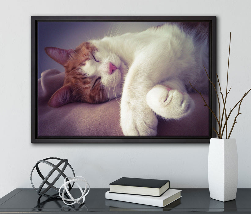 Katze mit Pfötchen auf Leinwandbild gerahmt mit Kirschblüten