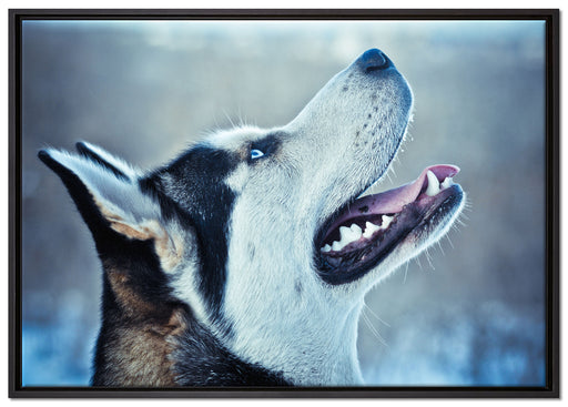 Husky von der Seite auf Leinwandbild gerahmt Größe 100x70
