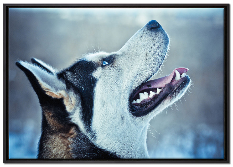 Husky von der Seite auf Leinwandbild gerahmt Größe 100x70