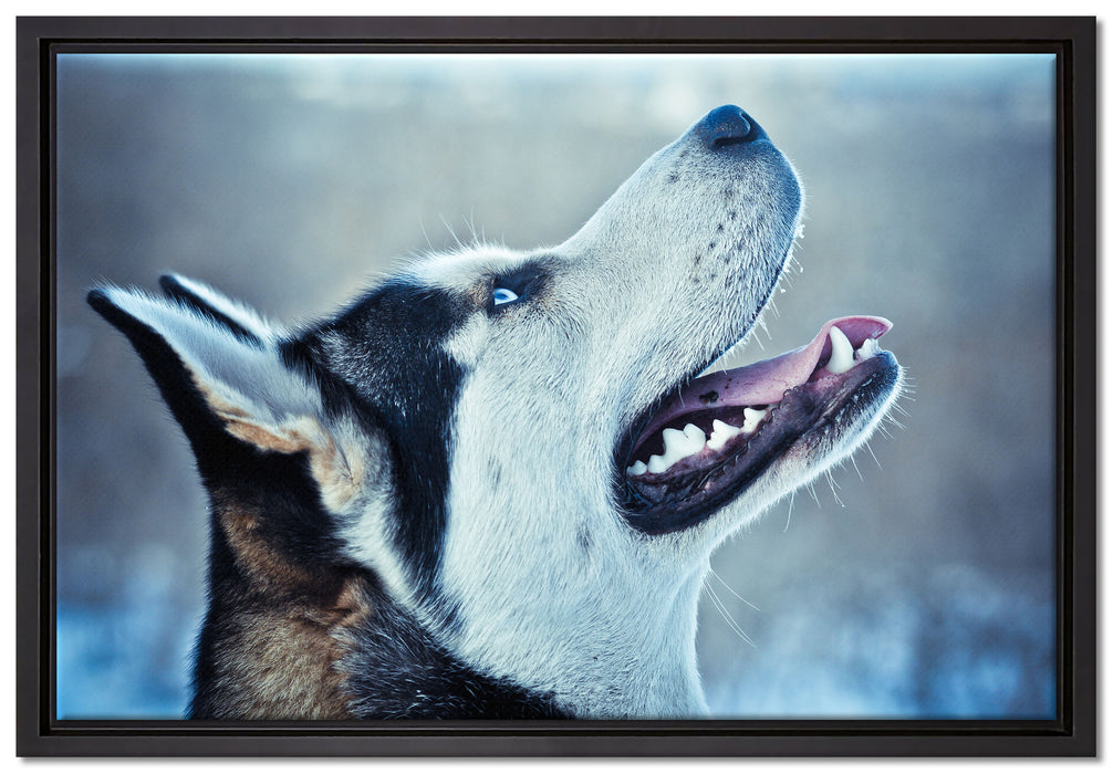 Husky von der Seite auf Leinwandbild gerahmt Größe 60x40