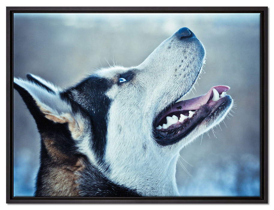 Husky von der Seite auf Leinwandbild gerahmt Größe 80x60