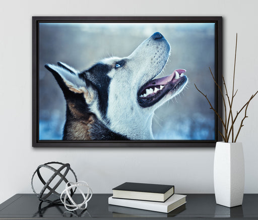 Husky von der Seite auf Leinwandbild gerahmt mit Kirschblüten
