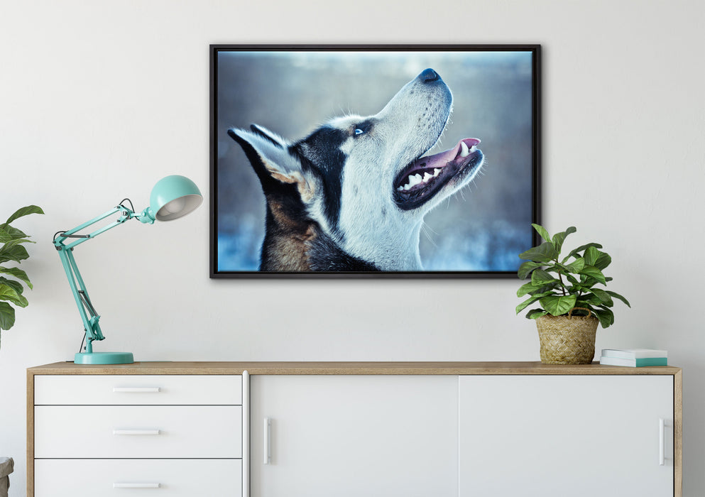 Husky von der Seite auf Leinwandbild gerahmt verschiedene Größen im Wohnzimmer